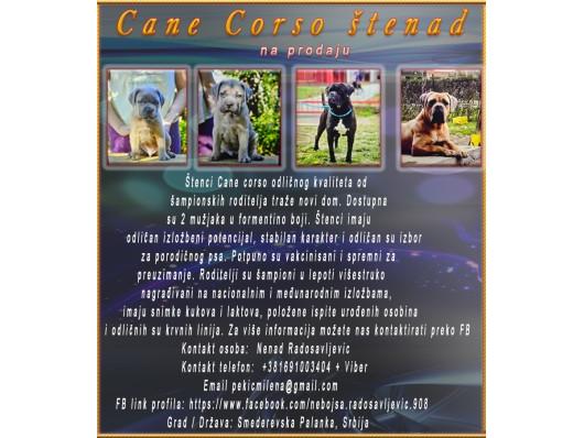 Cane Corso